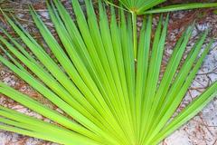 Why Almost Every Man Should Take Saw Palmetto