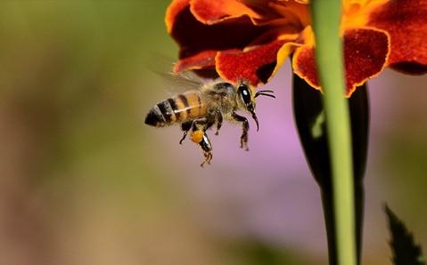 Have You Heard What’s Happening To The Bees?