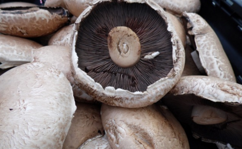 Ever Wonder What The Healthiest Mushrooms Are?