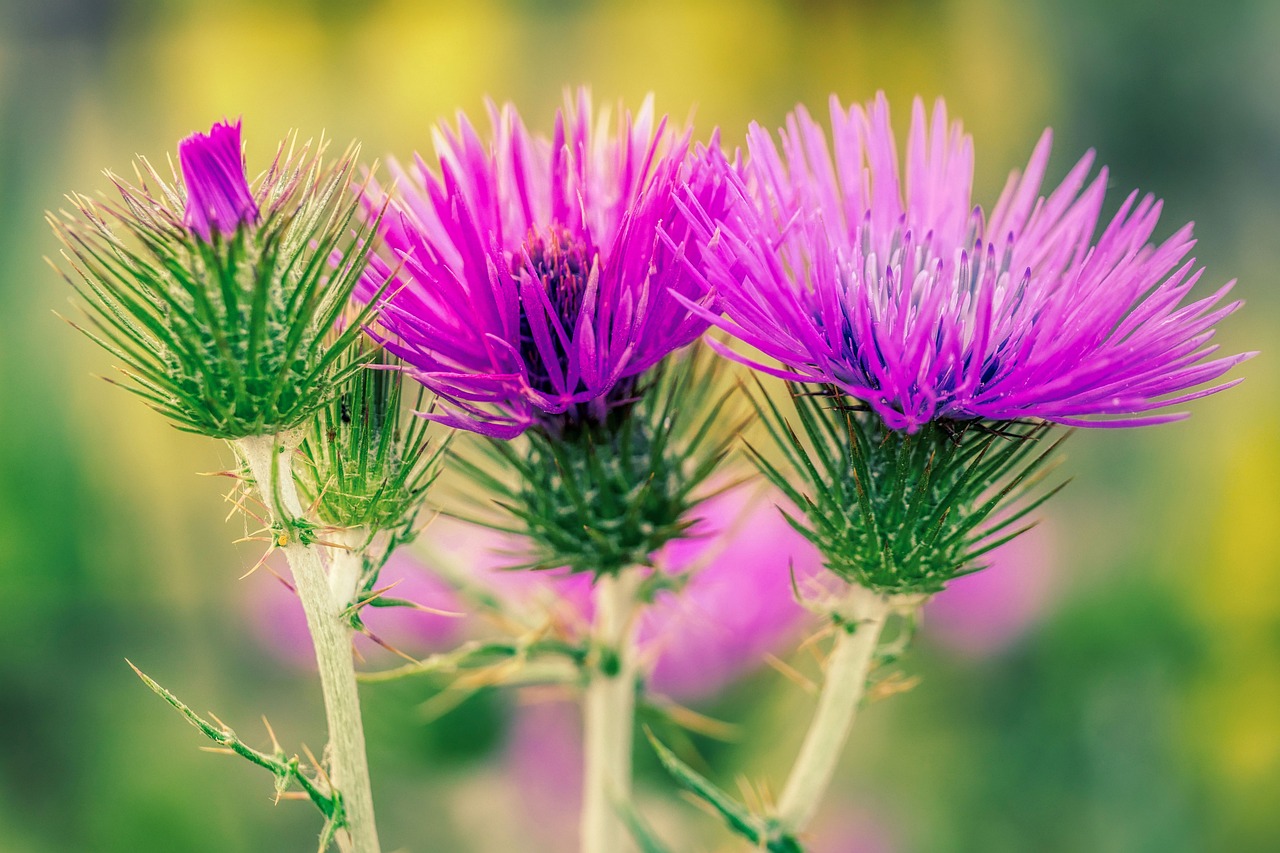 Milk Thistle and the Benefits It Provides
