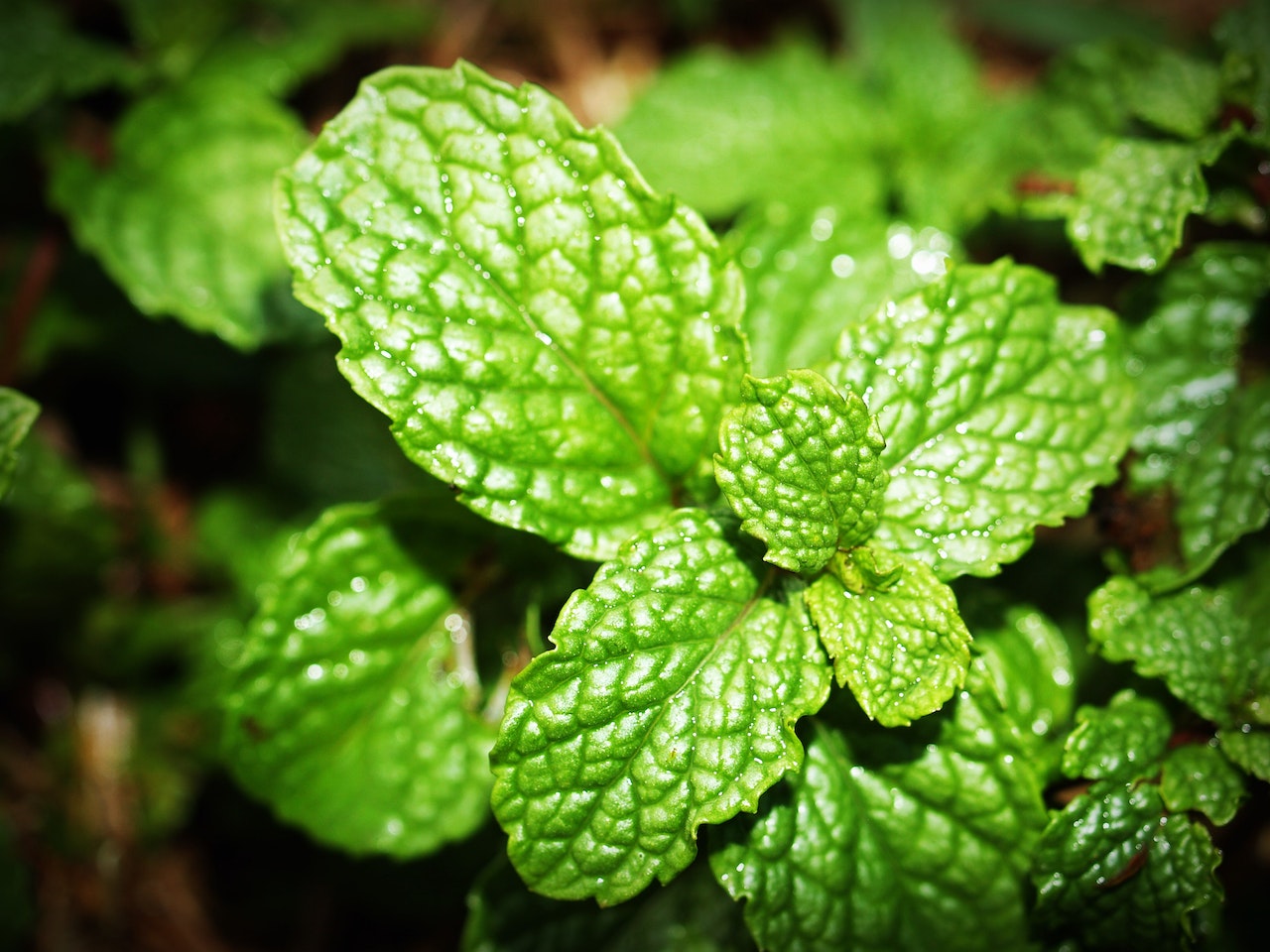 4 Amazing Health Benefits of Peppermint Oil