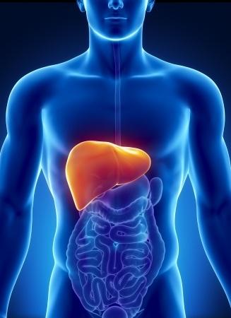 Important Things You Must Know about Liver Detox