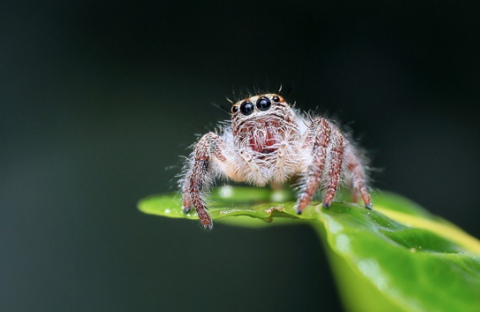 Hate Spiders? Well You’ll Love What Their Venom Can Do For You