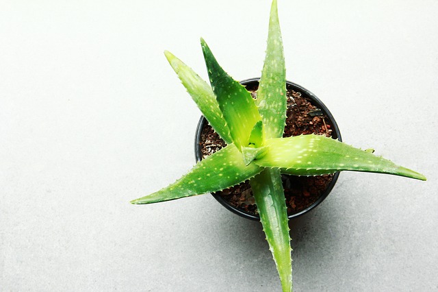 3 Health Benefits Of Aloe Vera (Not Just For Sunburn)