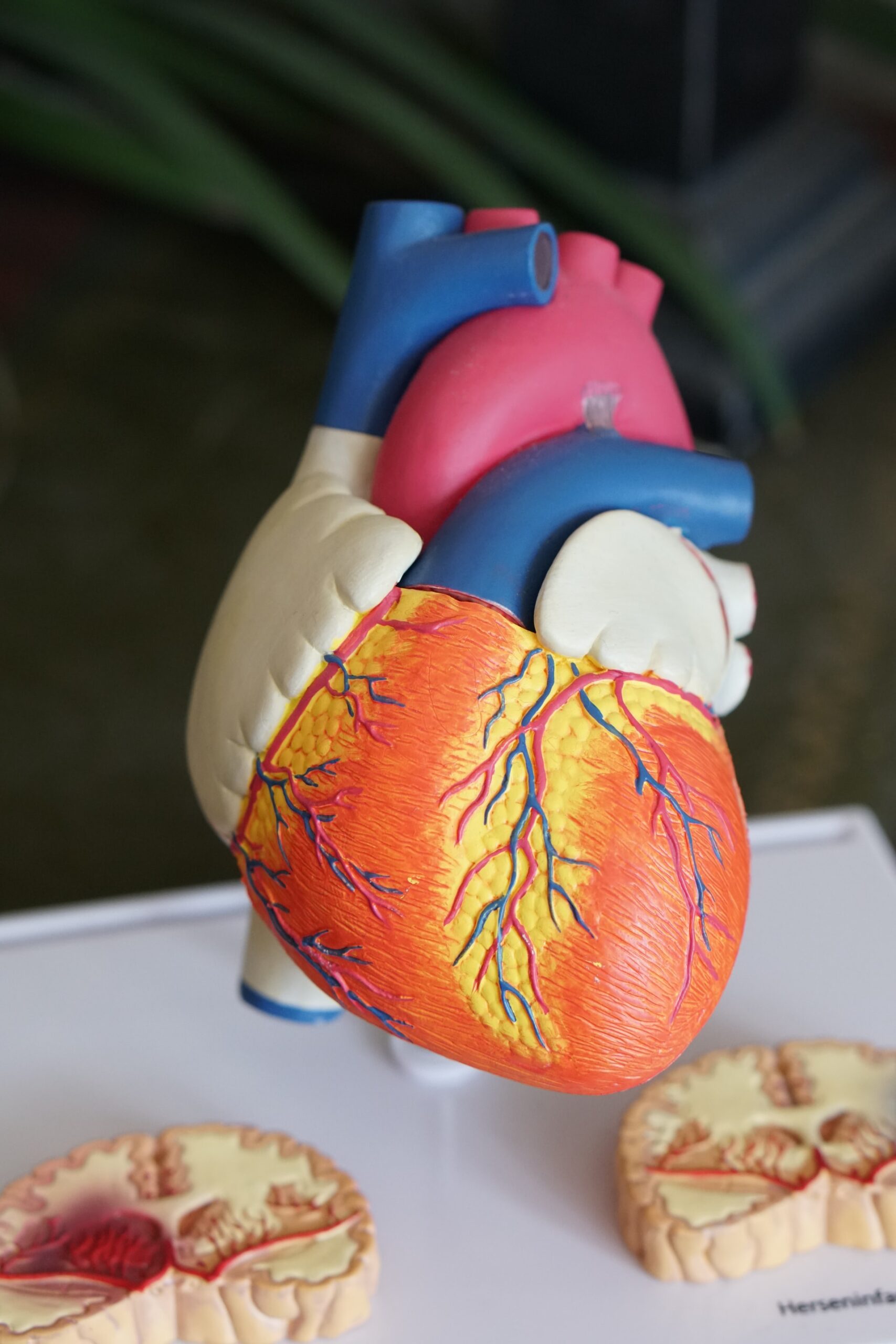 8 Weird Facts about the Human Heart