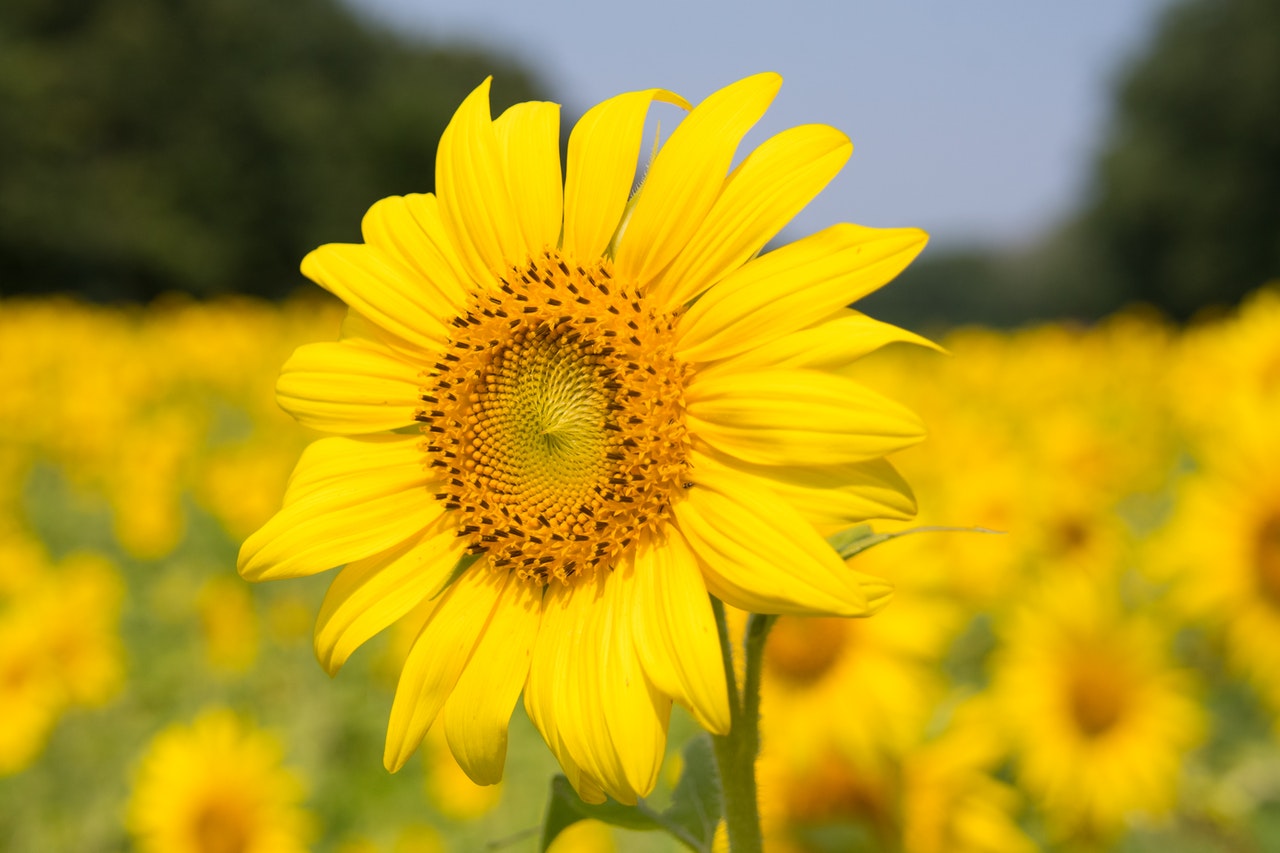 4 Benefits of Sunflower Lecithin